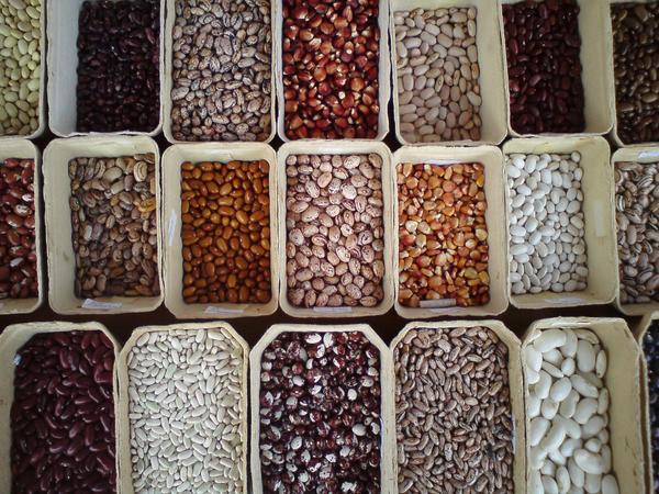 Schüsseln mit verschiedenen Samen und Saatgut