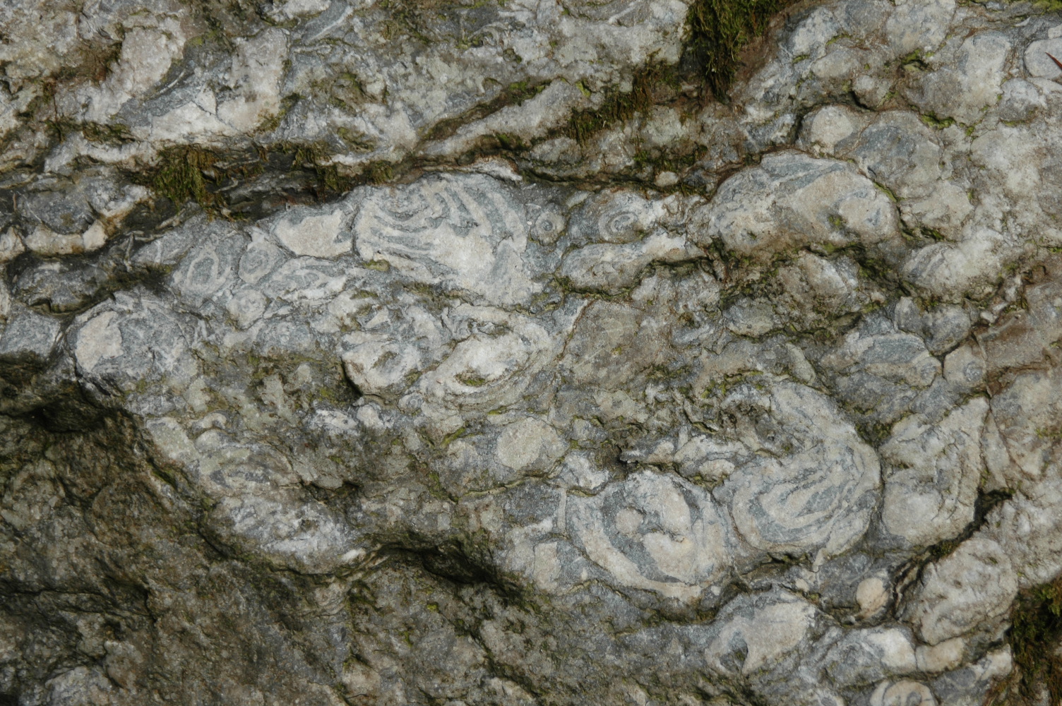 in Felsen eingeschlossene Fossilien im UNESCO Geopark Steirische Eisenwurzen