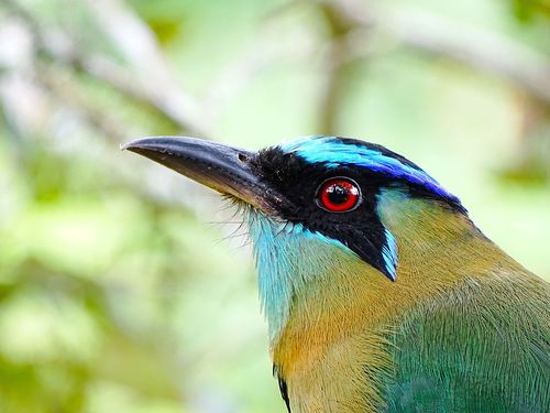 Biosphärenpark Oxapampa-Ashaninka-Yanesha (Peru): Jubiläumspublikation mit Österreichischer Unterstützung