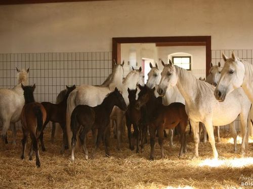 Knowledge concerning the breeding of Lipizzan horses 